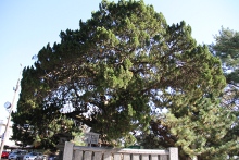 相生松が見守る高砂神社で、神様の大いなるご加護をいただいてみては・・・。